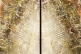 Tall Petrified Wood Bookends - Nevada #199156-1